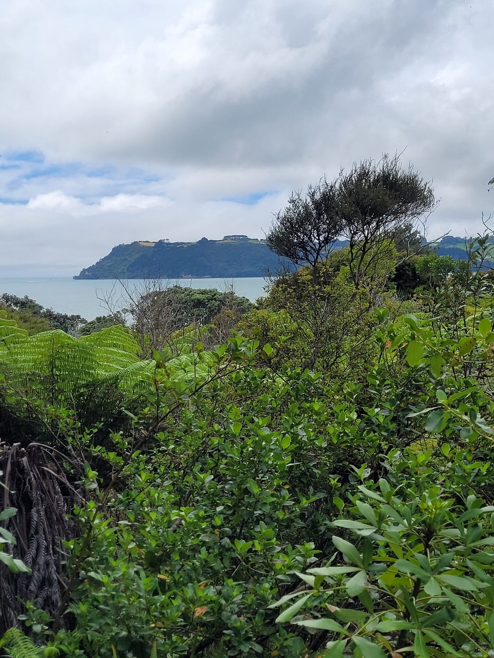 Neuseeland - Cooks Beach - 