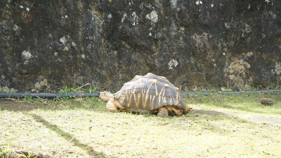 Mauritius -  - Landschildkröte, gabs früher hier, wurden aber ausgerottet