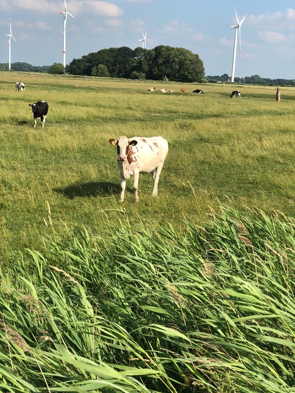 Deutschland - Sande - Wir haben uns ineinander verguckt 😘
