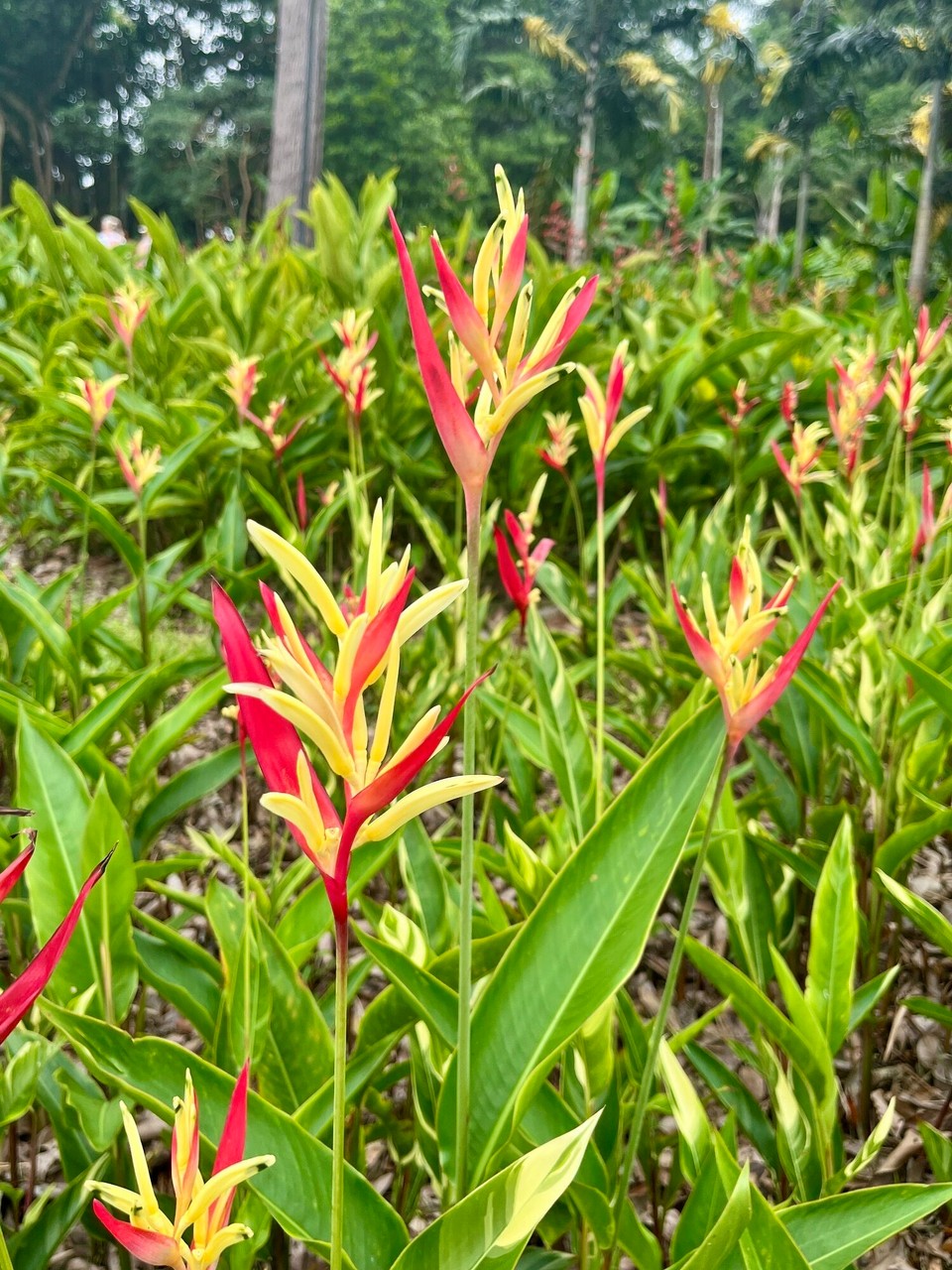 Singapur - Singapur - 