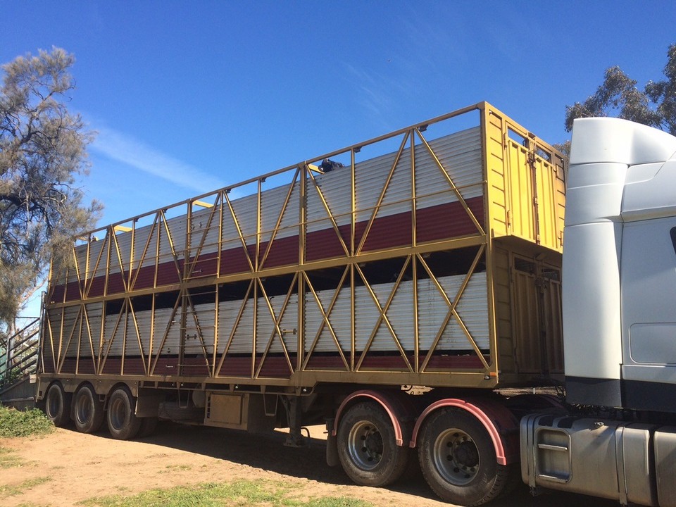  - Australia, Finley 2713 - All loaded and ready to go! 42 steers onboard. Only one on the top floor enjoying the view. 