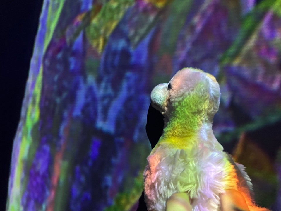 Japan - Chiyoda -  Hm?