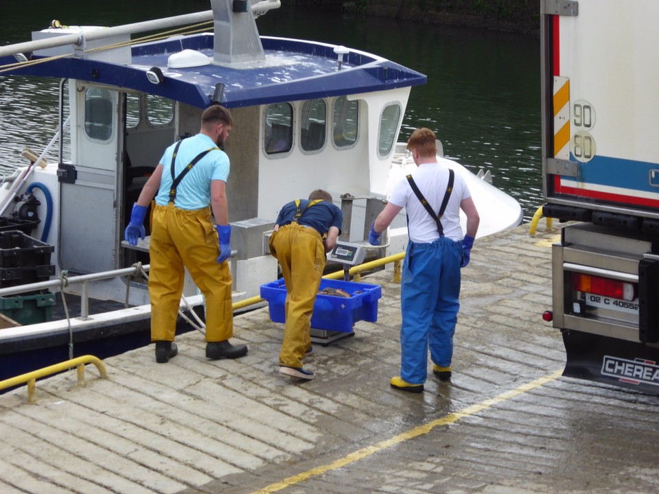 Ireland - Kinsale - A little later than planned, we walked into town, and passing the fish harbour saw lobsters being unloaded and weighed. We haven’t seen crab or lobster on the menu here, but all those pots we try to avoid must be producing something!