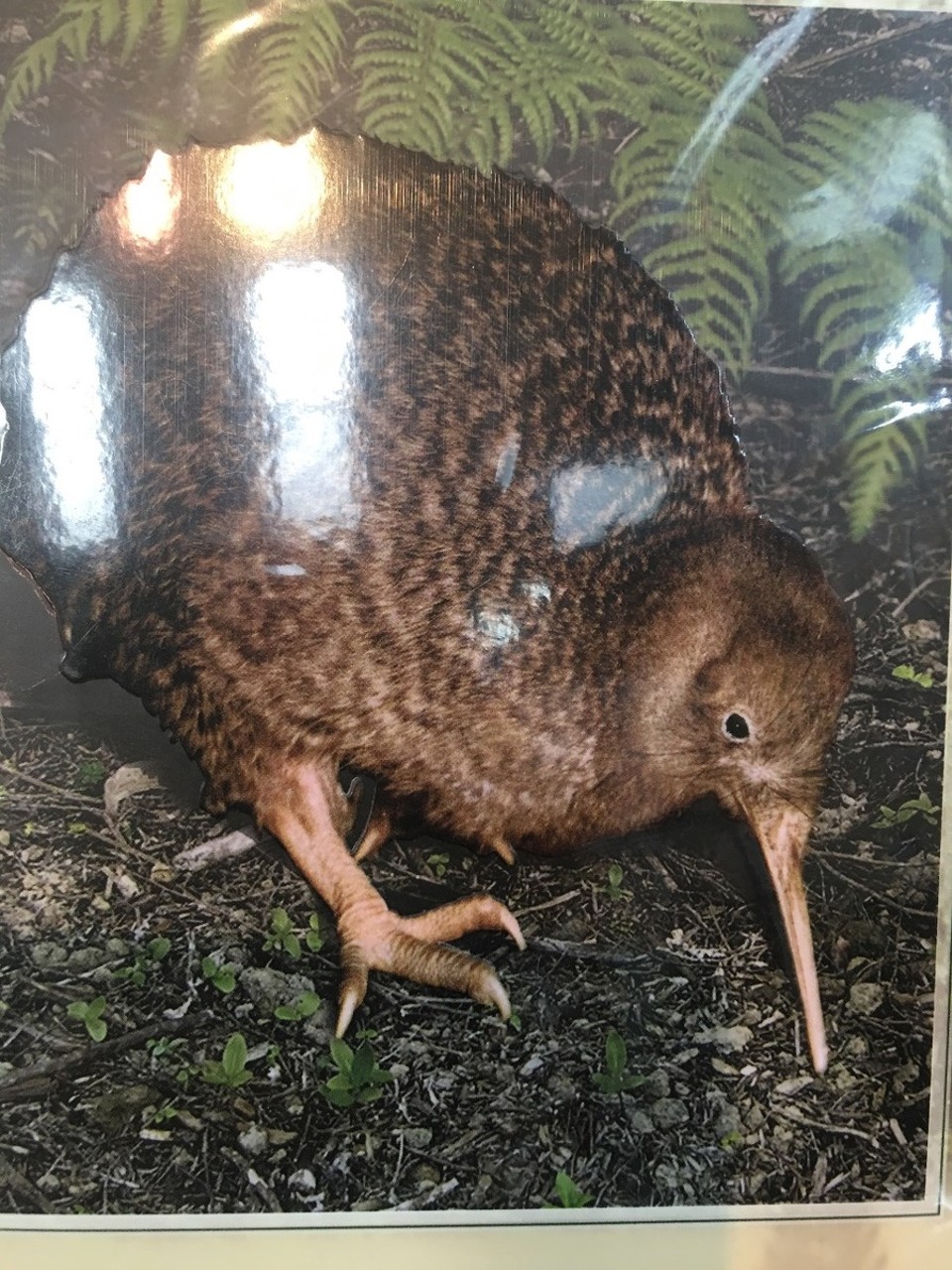 Neuseeland - Mangonui - Kiwi