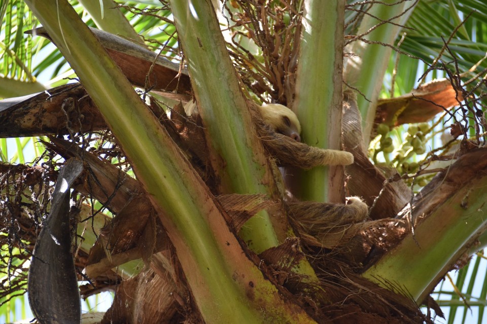 Costa Rica -  - Es war auch ganz traurig und musste sich die Tränen verdrängen.