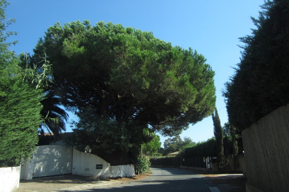 Frankreich - Saint-Tropez - Straße zum Plage Tahiti, Schirmpinien 