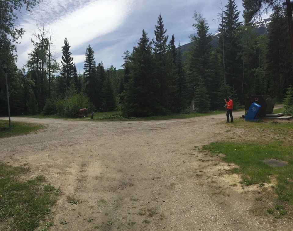 Canada - Jasper - Een 'elk' bij het washok!