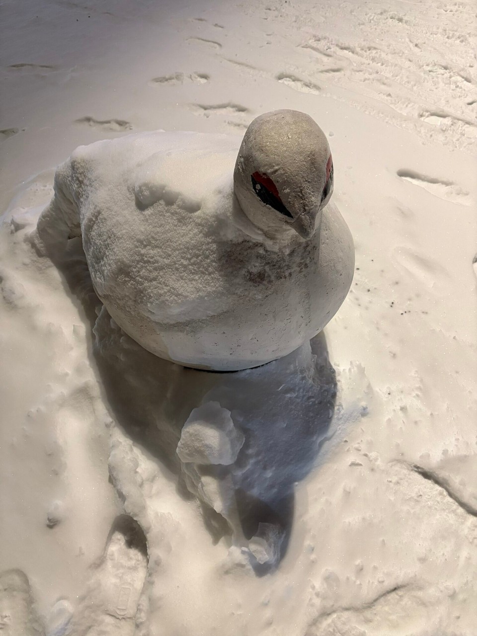 Schweden - Kiruna - Das Schneehuhn, was auf samisch Kiruna heißt 