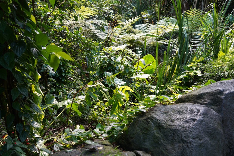 Madagaskar - unbekannt - Die Bodenzone, Bächlein und kleine Weiher