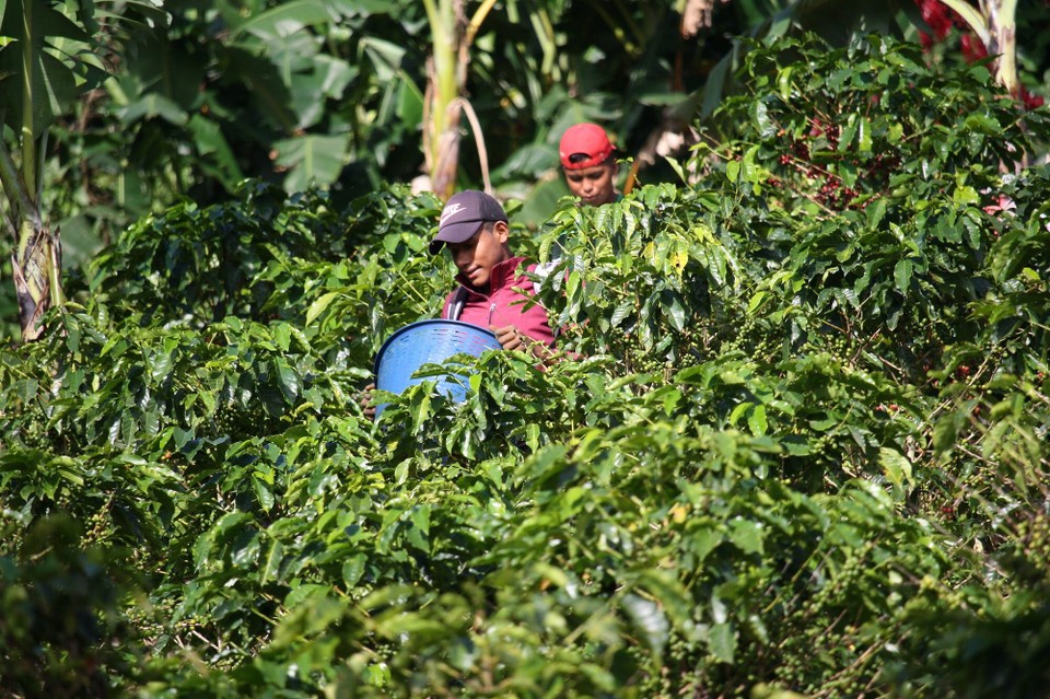 Costa Rica - La Fortuna - Kaffee ☕️ Ernte 