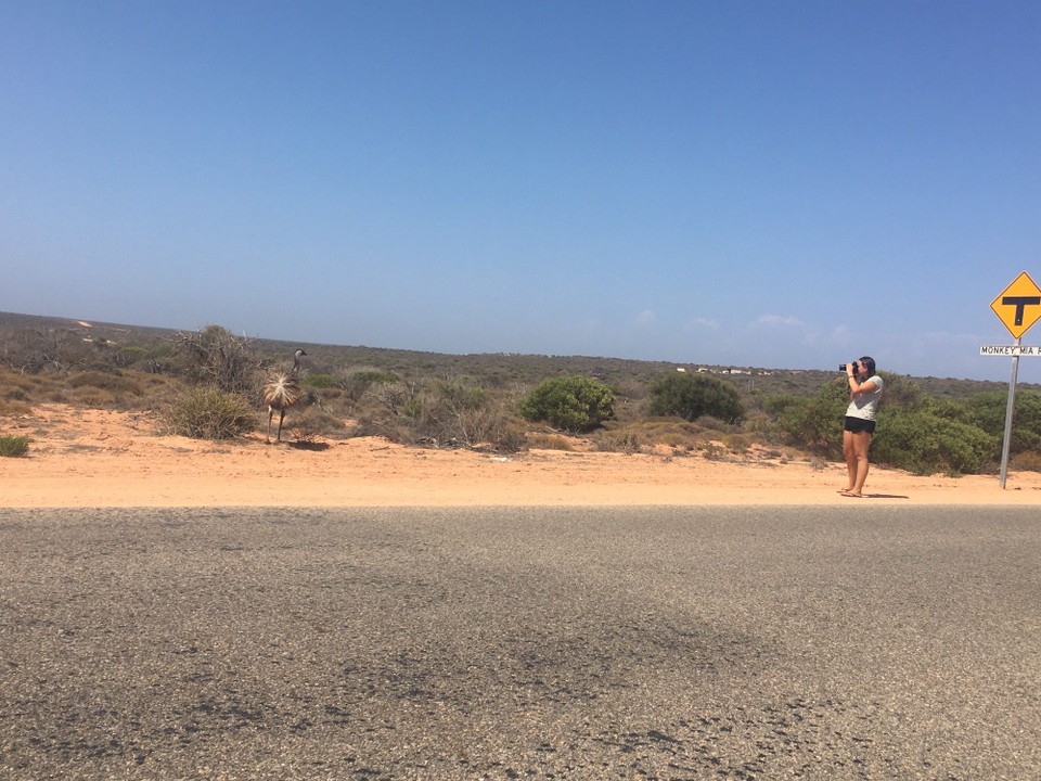Australien - Macleod - Eva auf Emujagt bei Denham