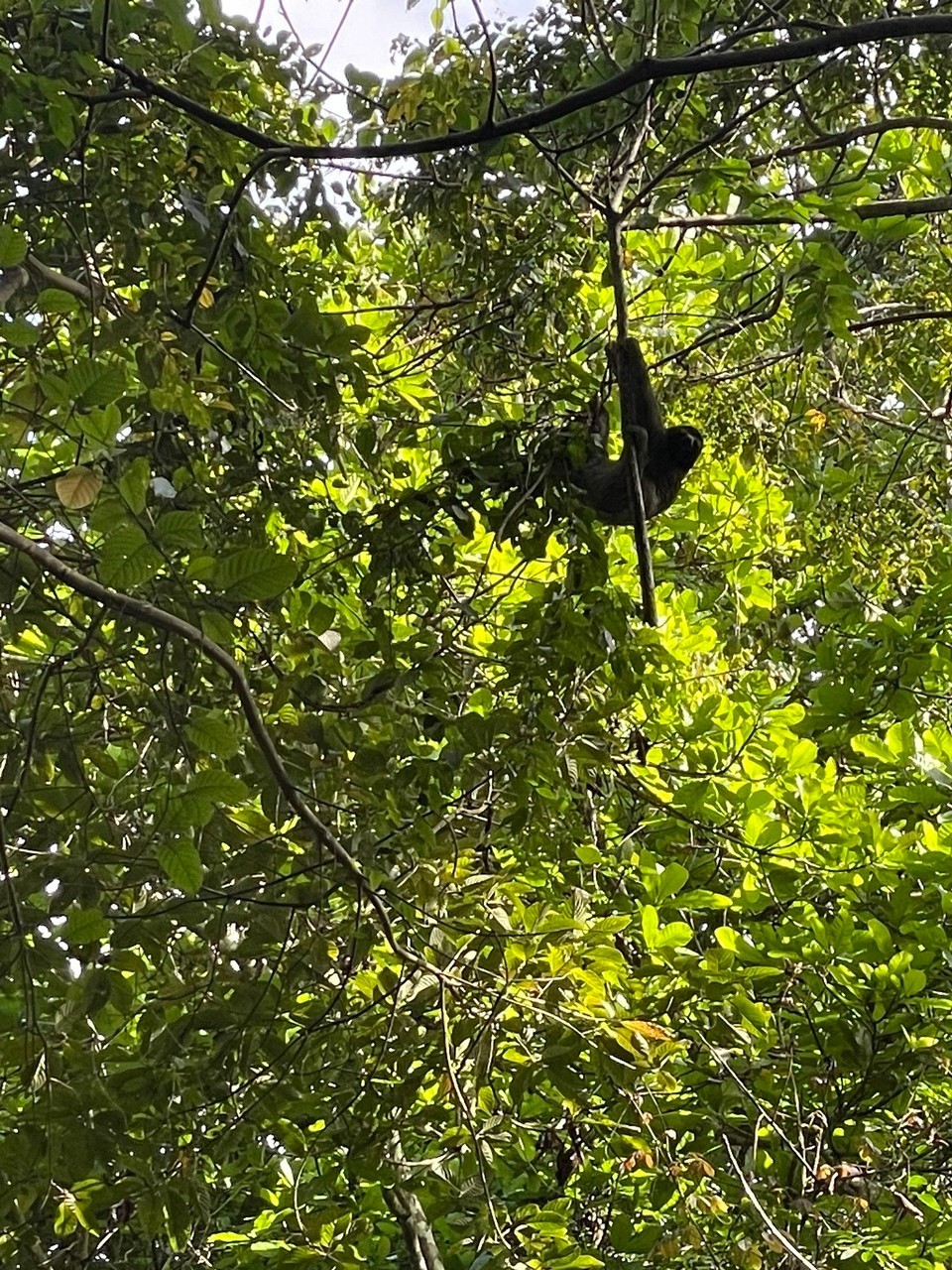 Panama -  - Anschließend noch ein letztes Mal auf dieser Reise Faultiere entdecken 🦥 