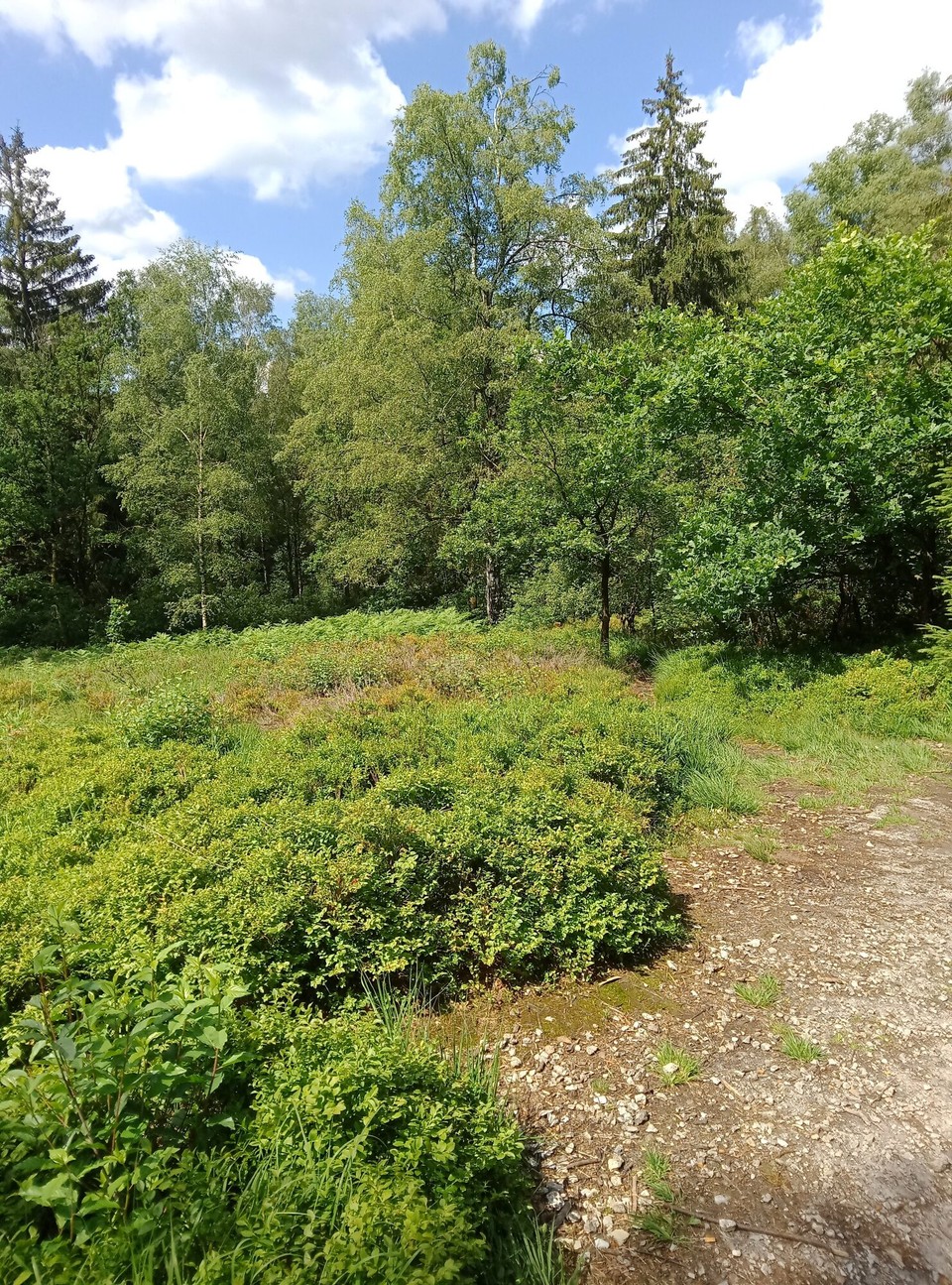 Deutschland - Horn-Bad Meinberg - 