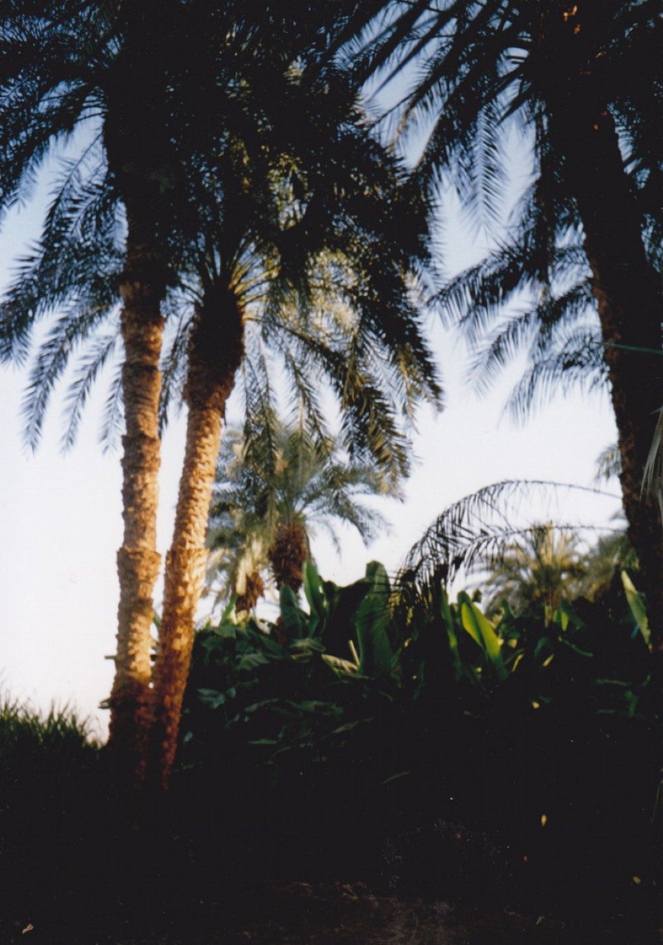 Ägypten - Bananas Island - 