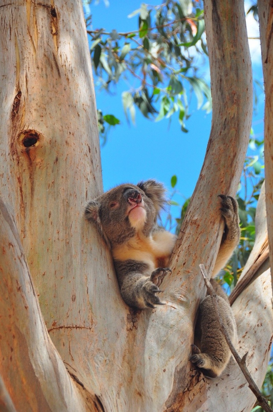 Australien -  - 