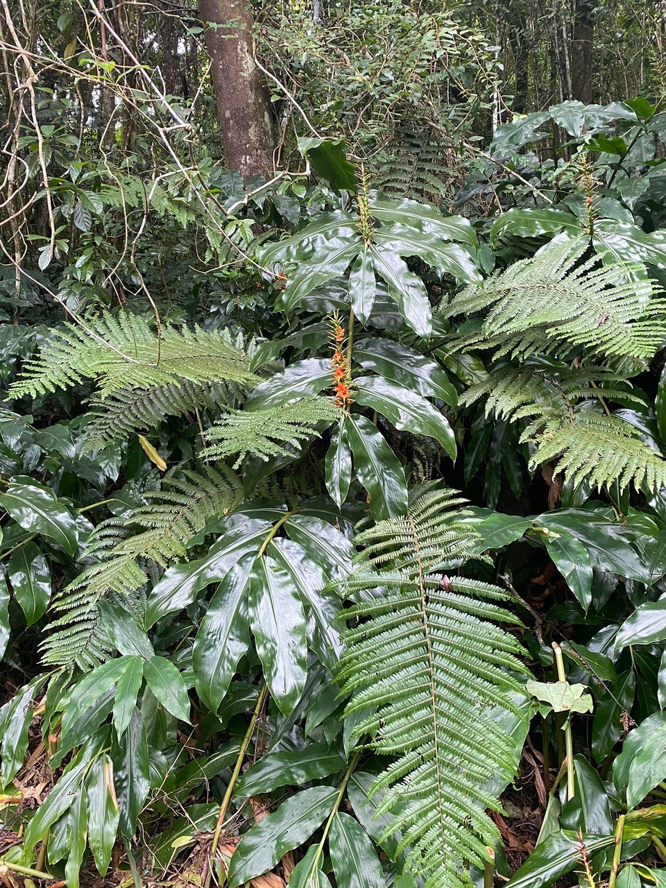 Réunion - Cilaos - 