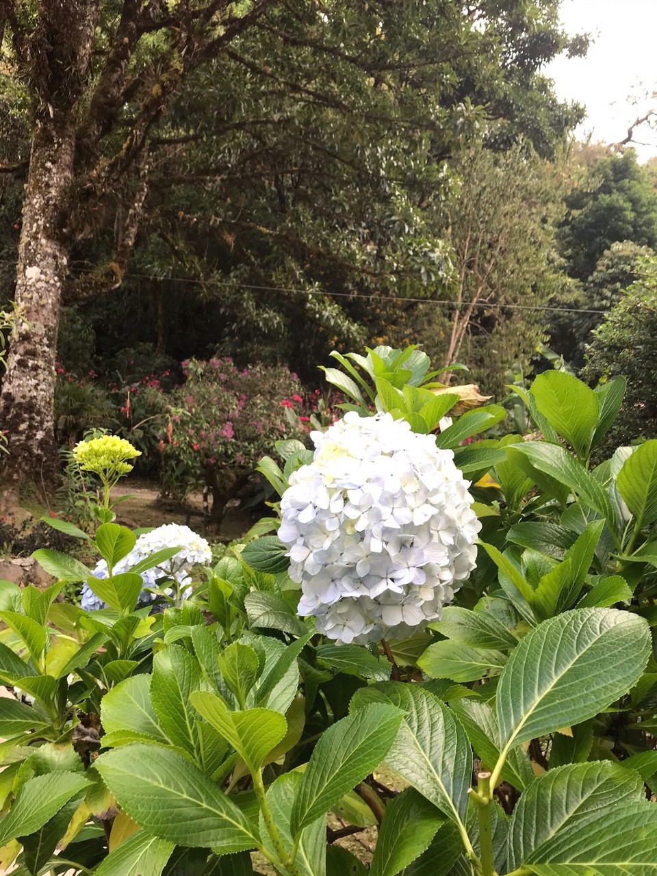 Costa Rica - Aguirre - 