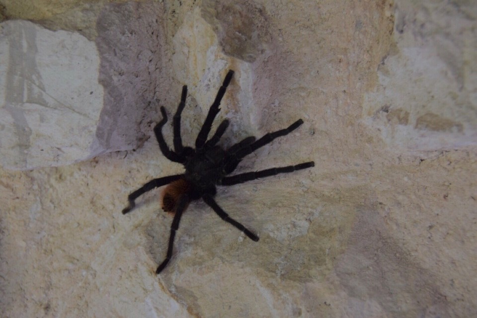 Mexiko - Cobá - Endlich in unseren Dschungel-Hotel angekommen, werden wir schon erwartet. Das war aber nicht die Dame an der Reception.