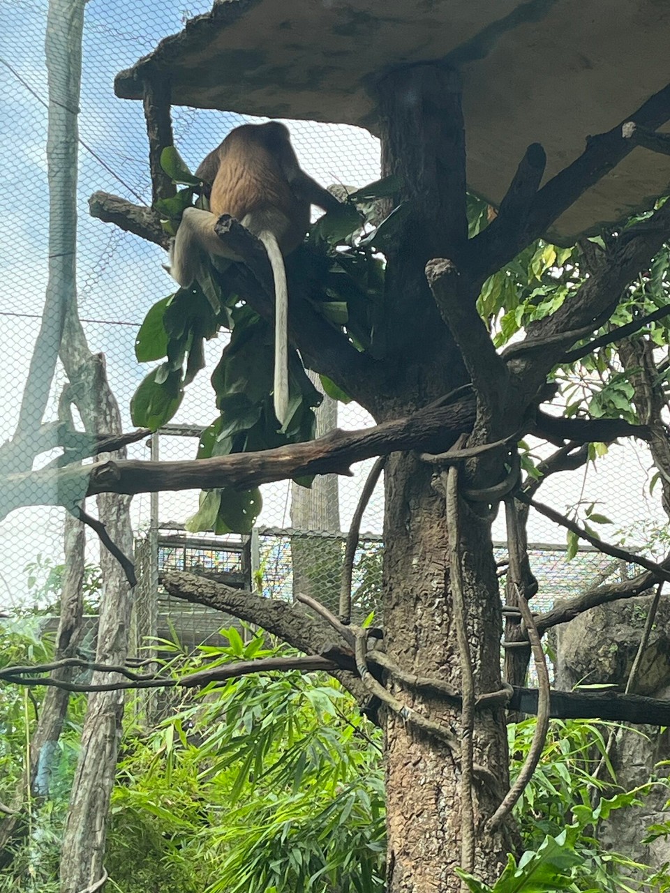 Singapur - Singapur - 