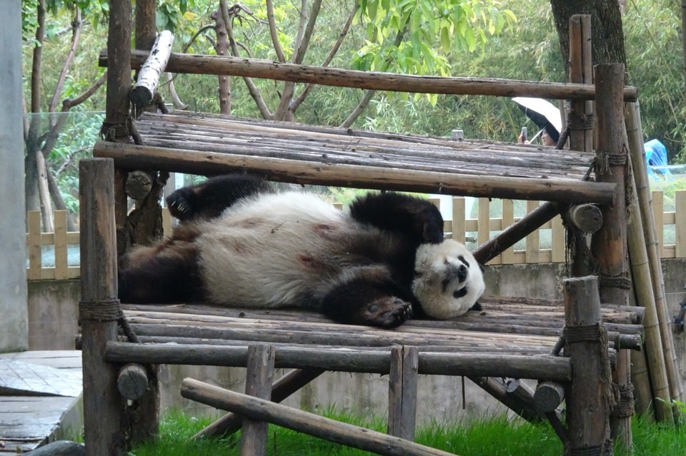 China - Chengdu - 