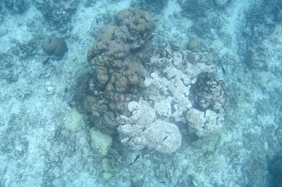 Mauritius -  - Wenige Fische und keine schönen Korallen.