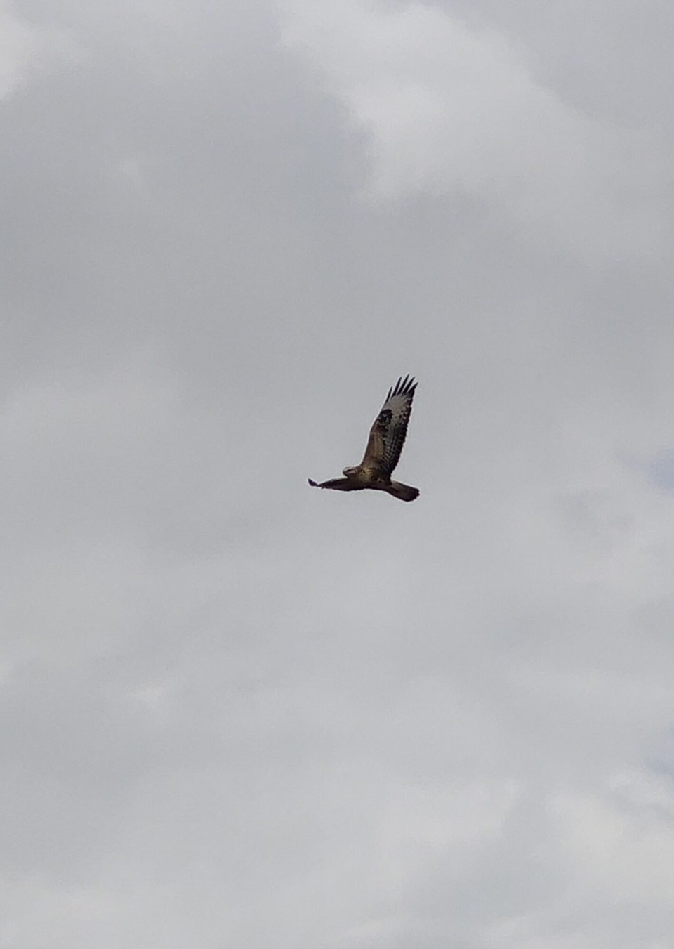 Kasachstan - Abylay - Ein Falke der an und über mir geflogen ist 🤩
