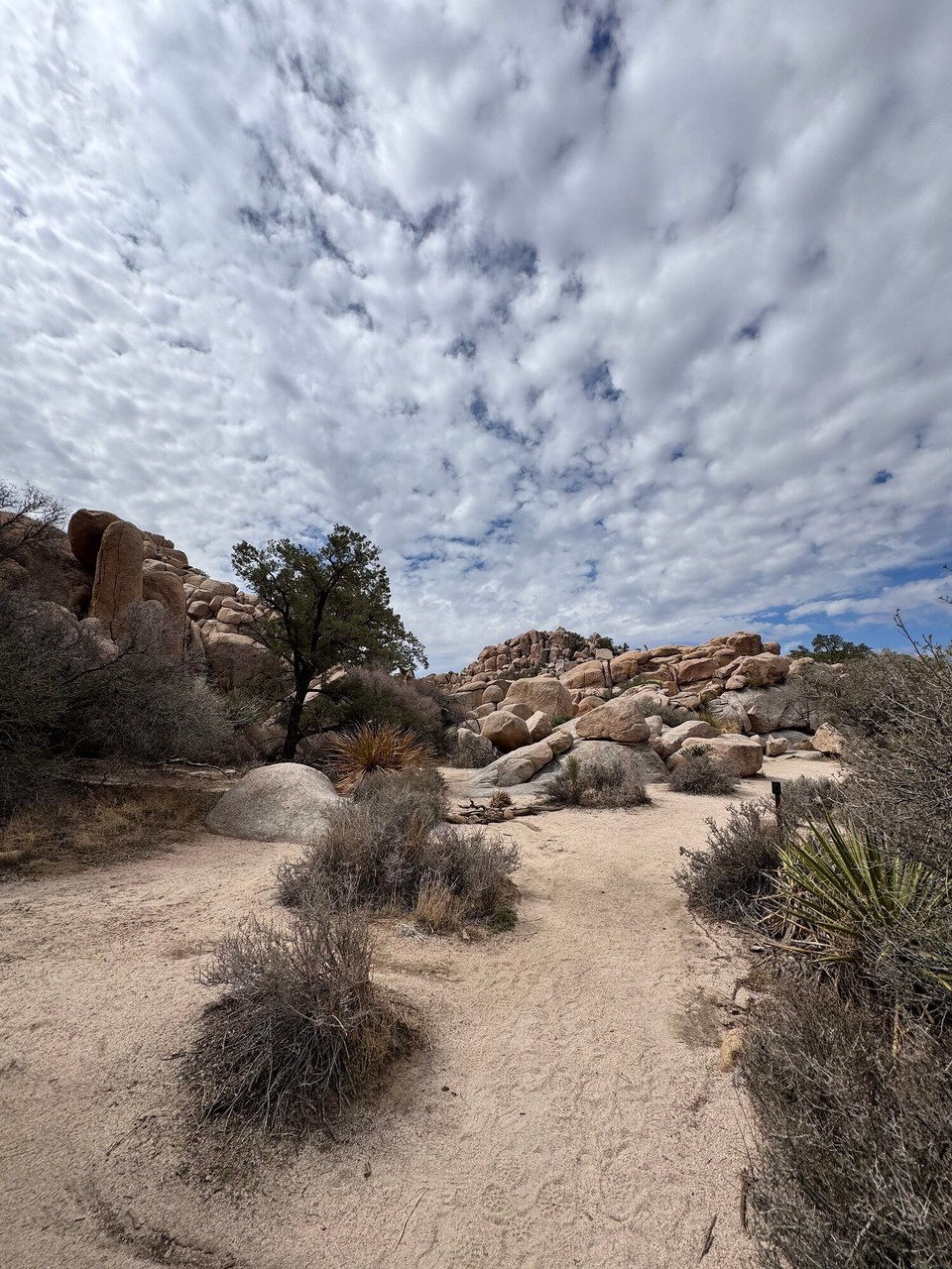 Vereinigte Staaten - Joshua Tree - 