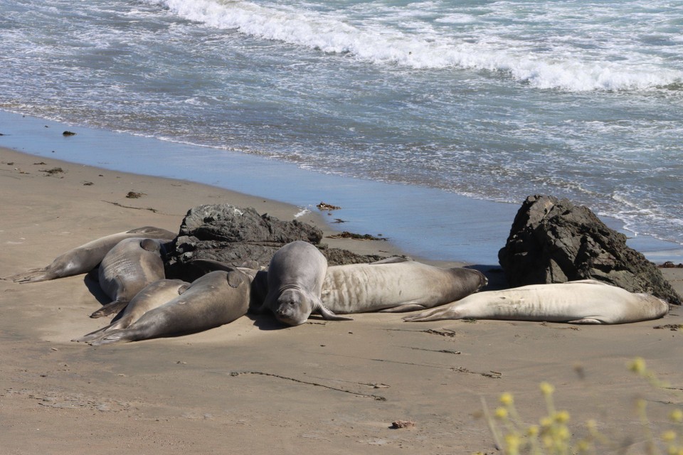 USA - San Luis Obispo - Piedras Blancas