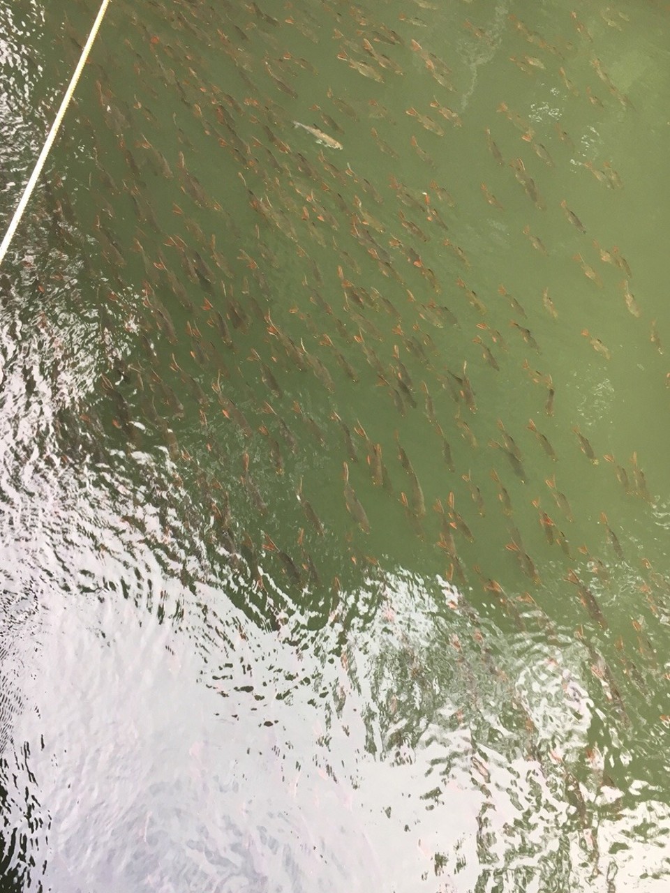 Thailand - Sai Yok - Fisch zum Frühstück?