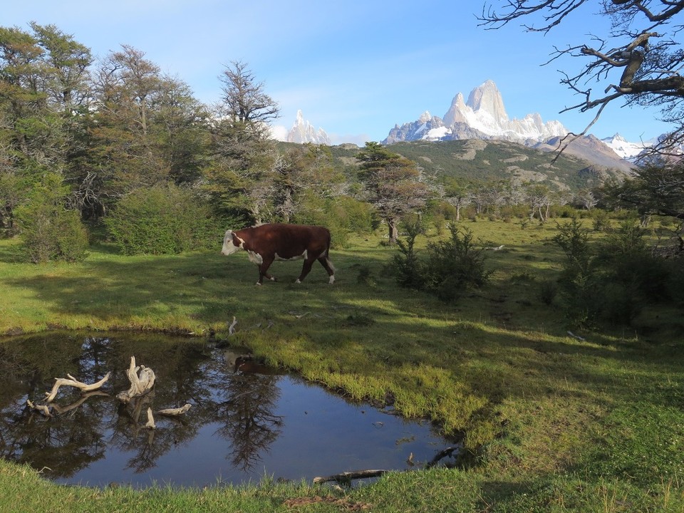 Argentina - El Chaltén - Ambiance paturages