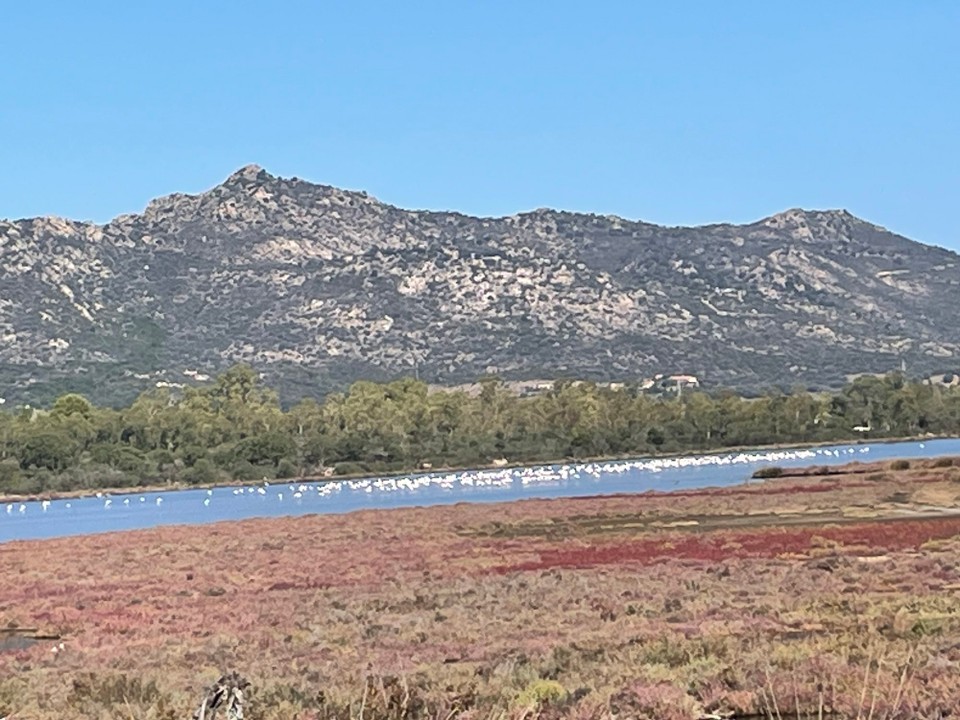 Italien - San Teodoro - Man erkennt es nicht, aber das sind tatsächlich Flamingos 