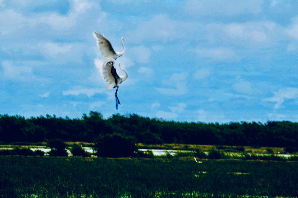 Dominikanische Republik - Lagunas De Nisibon - Tanz der Vögel in den Reisfeldern