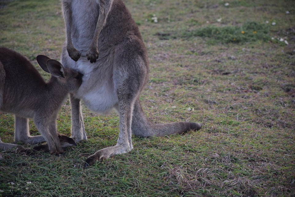 Australien - Coffs Harbour City - 