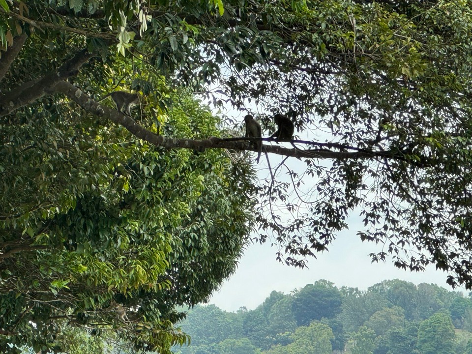 Singapur - Singapur - 