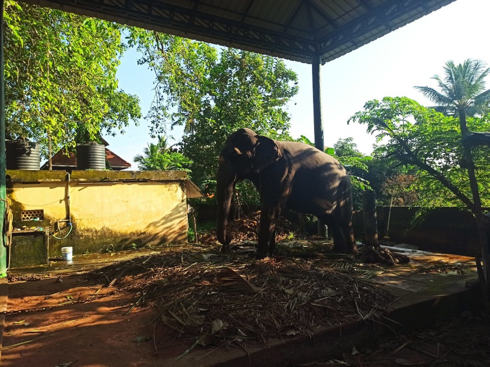 Indien - Varkala - Der Tempel Elefant... Sieht leider nicht so glücklich aus und zeigt Anzeichen von Hospitalismus😔
