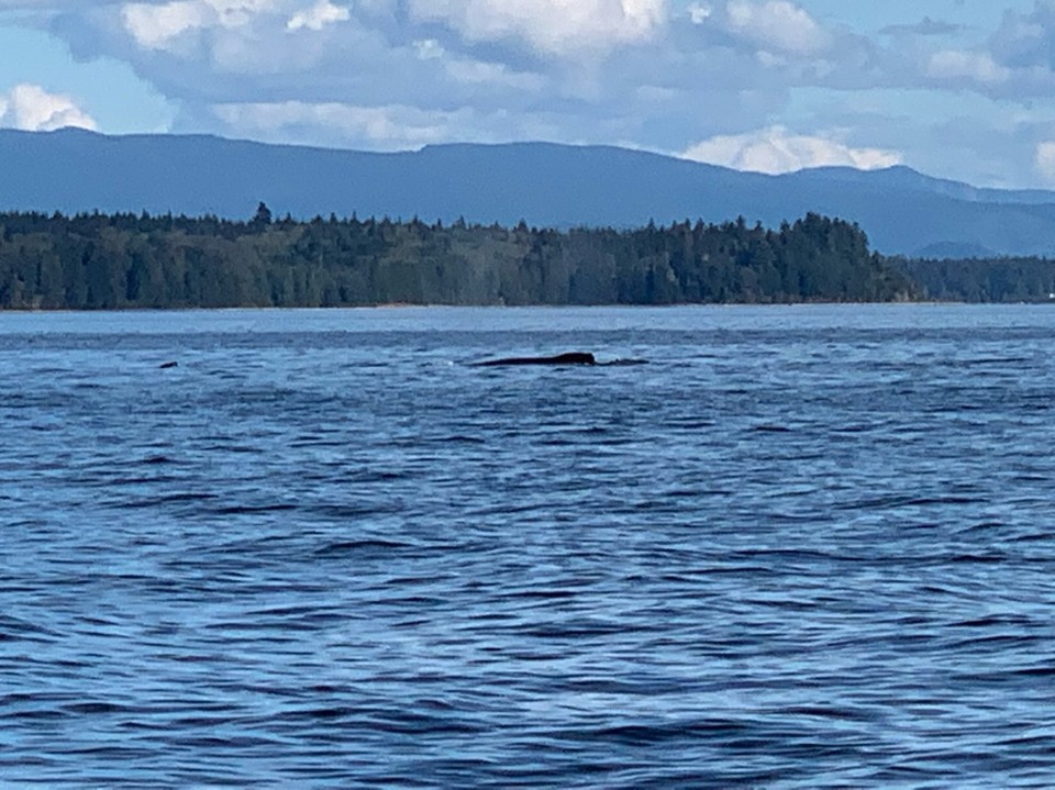 Kanada - Campbell River 11 - 