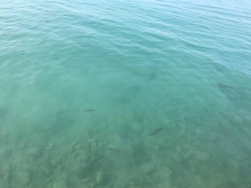 Italien - Sirmione - 🐟🐟🐟