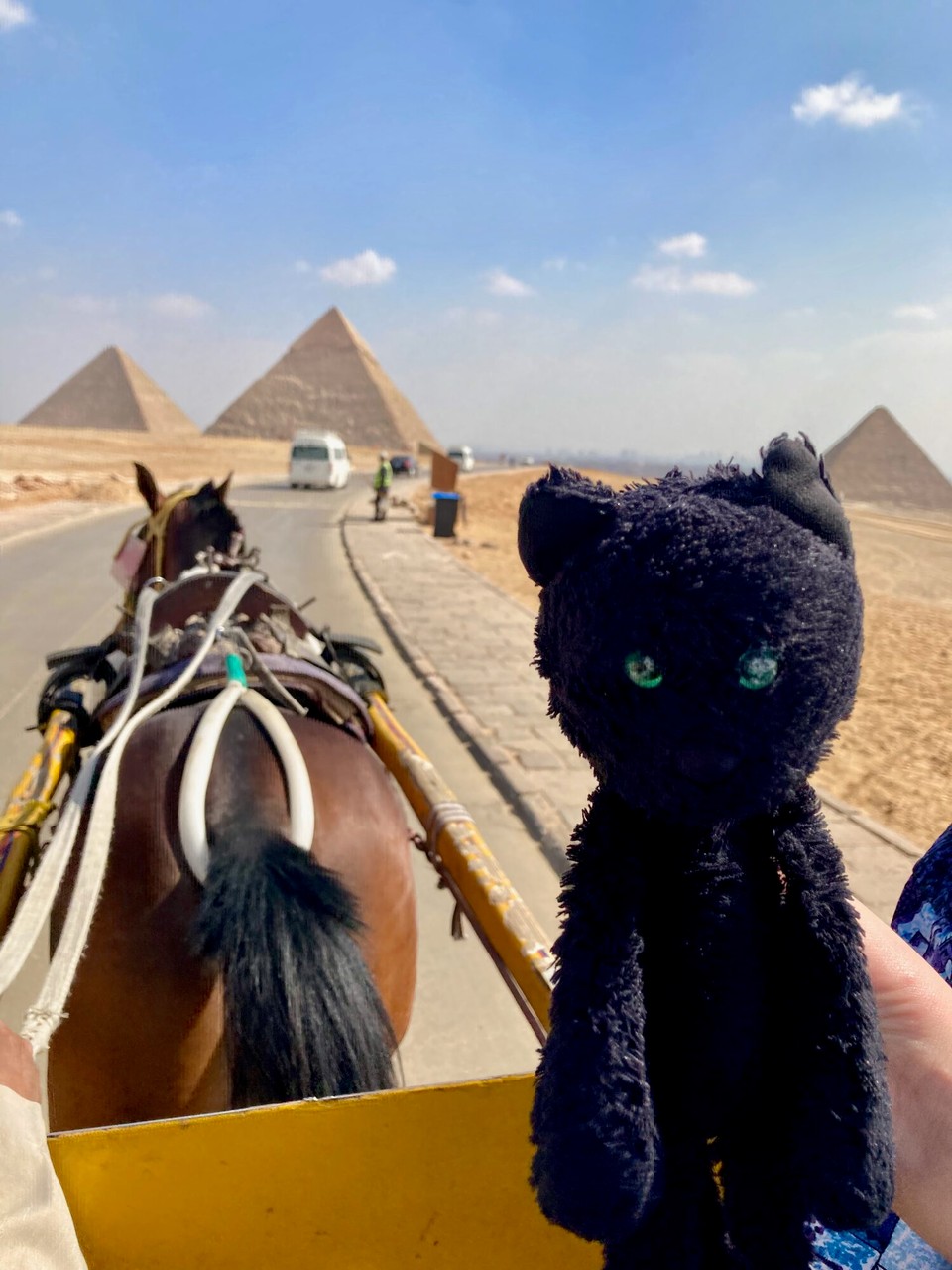 Egypt - Cairo - Horses depress me.