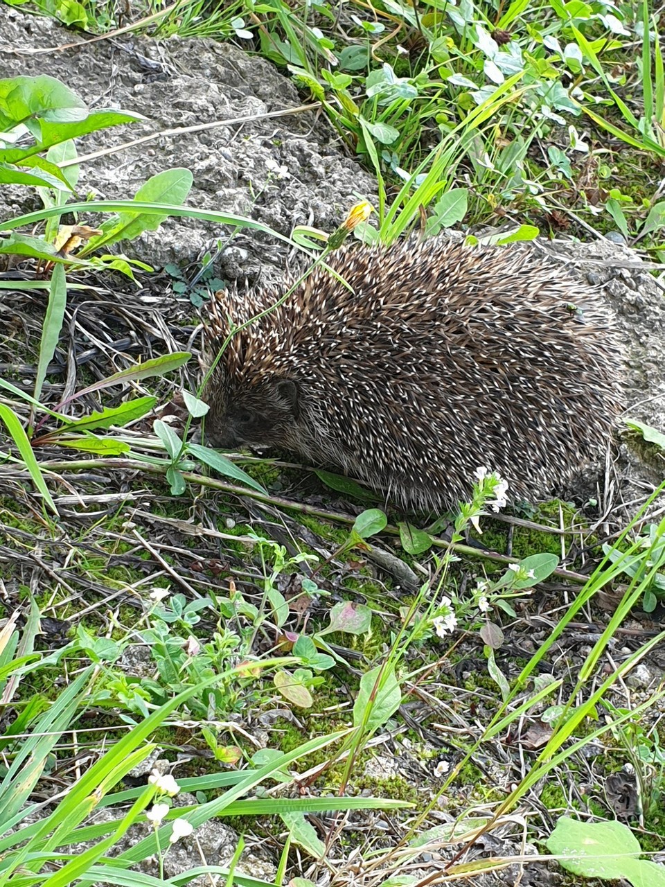 Belarus - Minsk - Hedgehog!