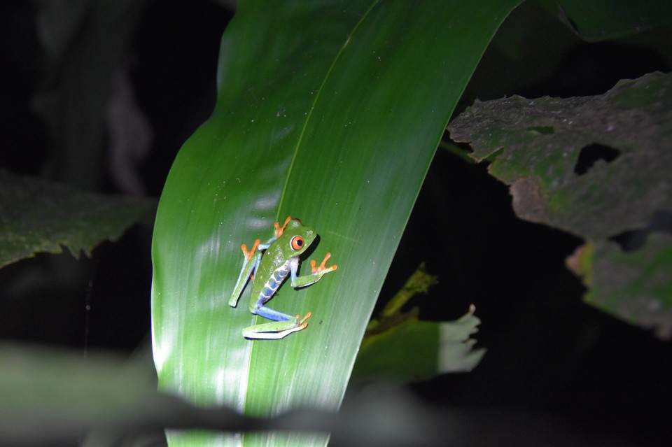 Costa Rica - La Fortuna - Mit den Rotaugenlaubfrosch hatten wir aber echt Glück, so viele findet man auch nicht so oft.