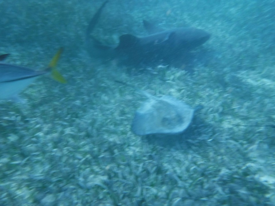 Belize -  - 
