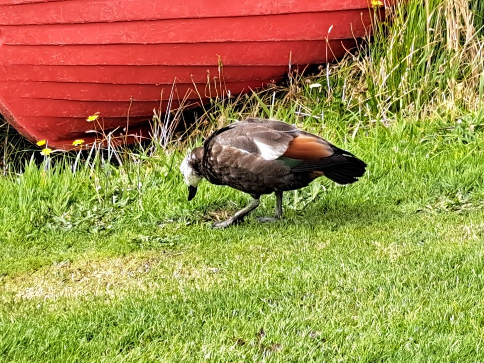 Neuseeland - Stewart Island - 