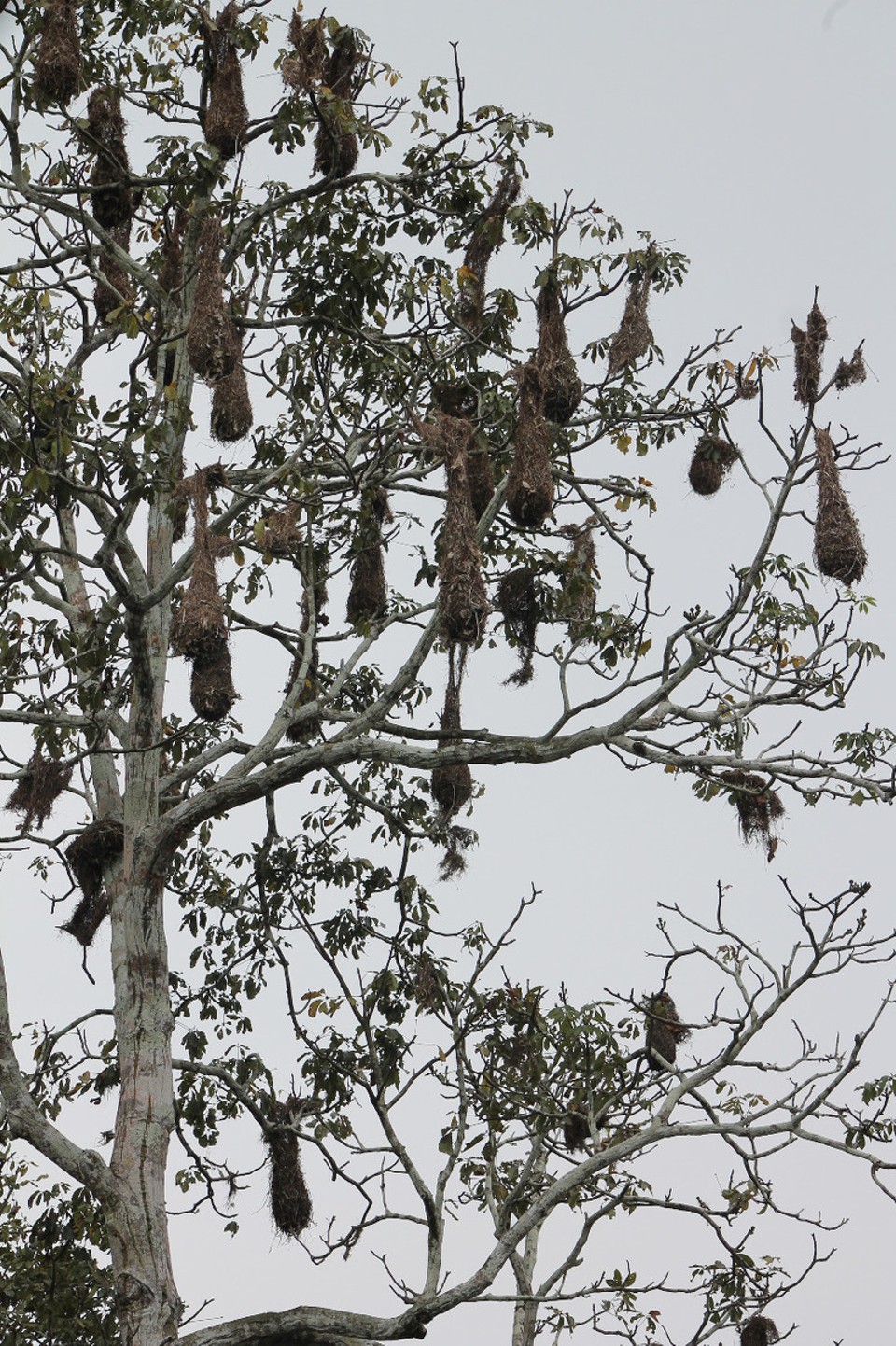 unbekannt - Rio Javari - Nester in einem Baum