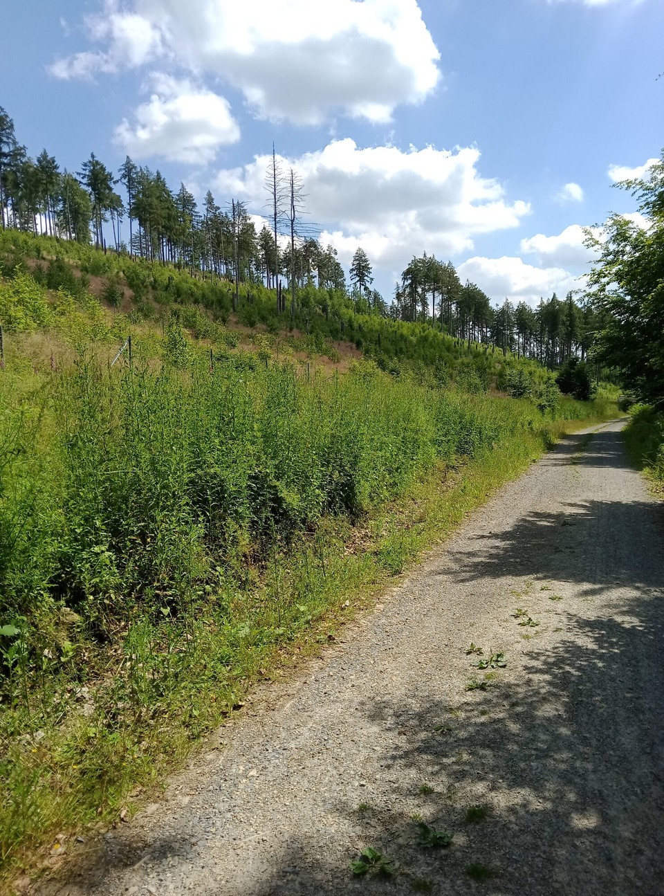 Deutschland - Horn-Bad Meinberg - 