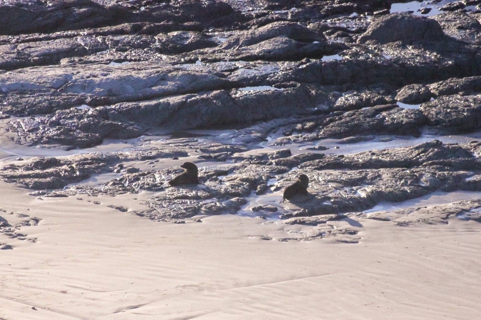 Neuseeland - Seddon - Und sogar einige Robben, große und kleine, haben wir über die Steine watscheln sehen 😊