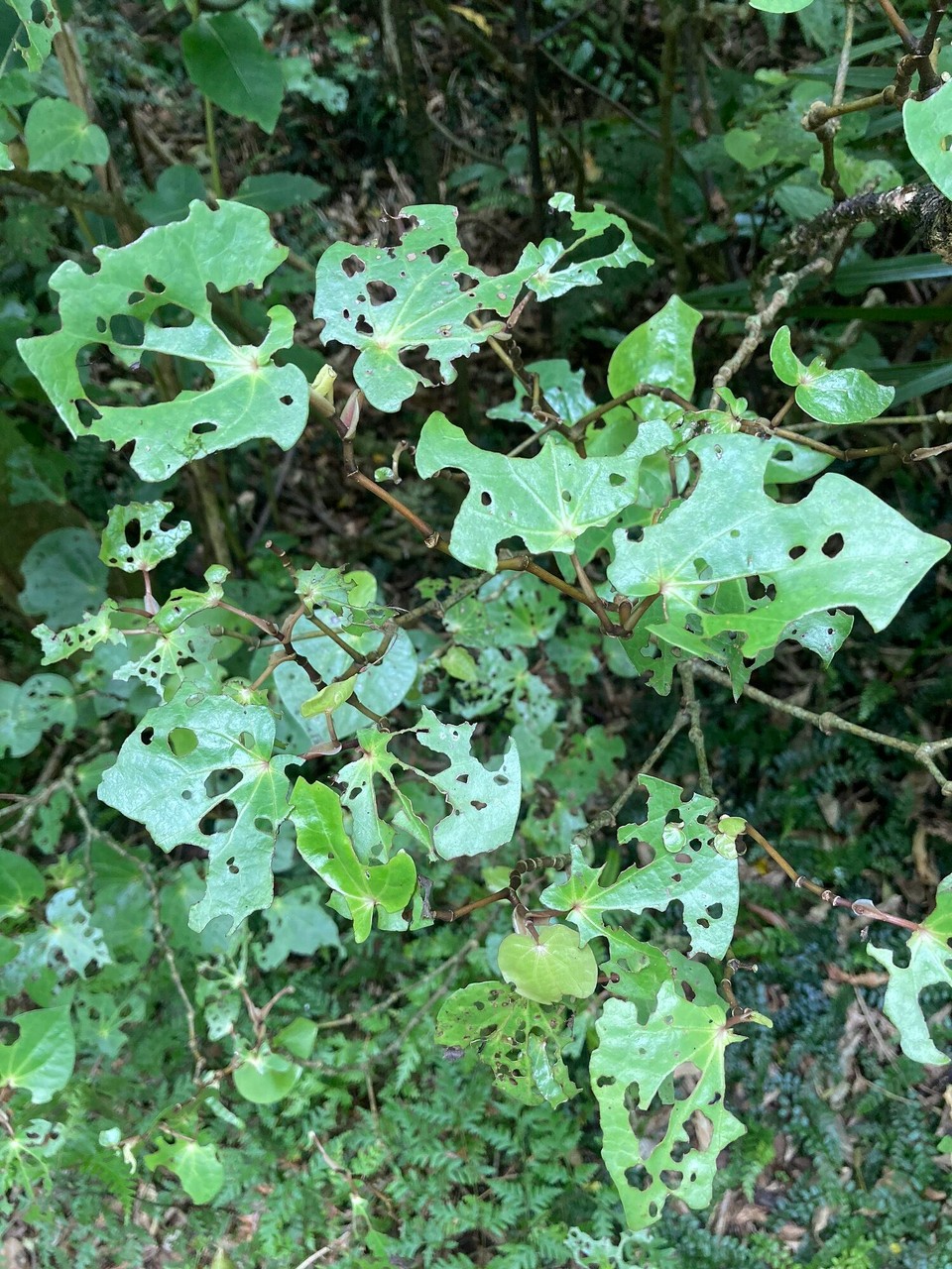 Neuseeland - Eltham - Kawakawa - daraus wird Medizin gewonnen 🤓 je löchriger die Blätter desto besser das Blatt (die Insekten wissen eben was gut ist 🤷🏻‍♀️😅)