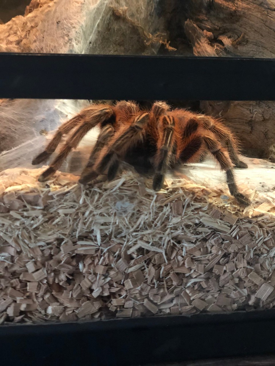 Norway - Siljan - 🕸🕷