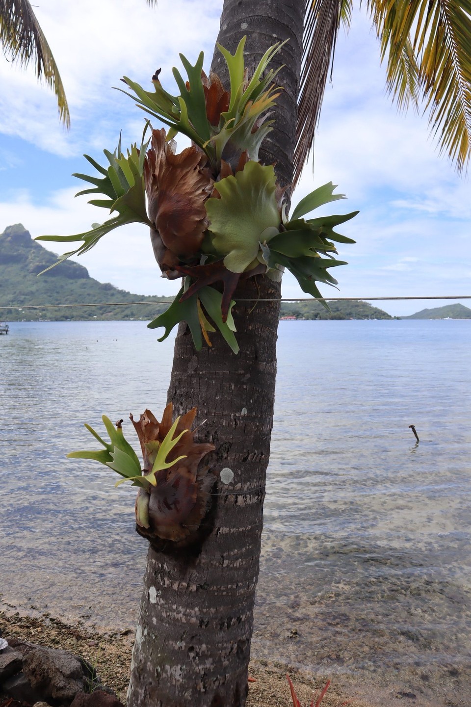 Französisch-Polynesien -  - 