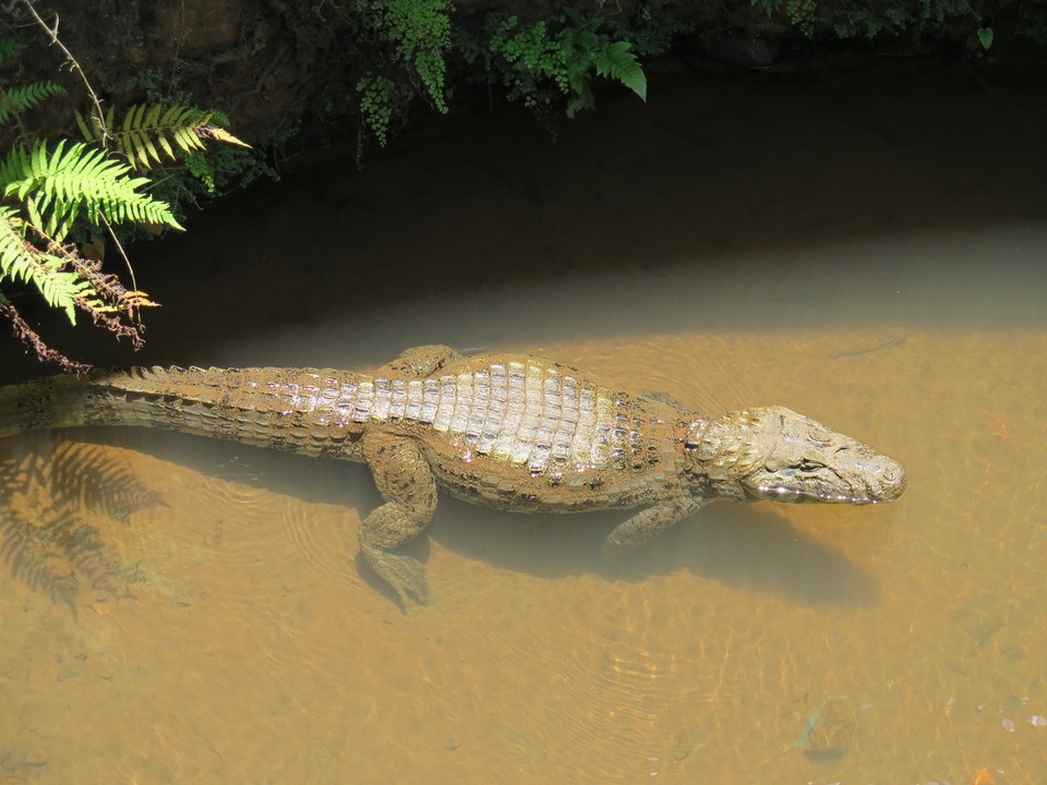 Argentina - Puerto Iguazú - Croco d'eau douce