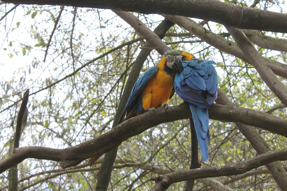 Colombia - Tocancipá - Im Zoo